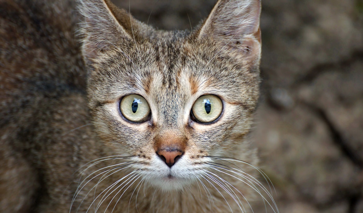 Aggressive Katze: mögliche Ursachen und Tipps
